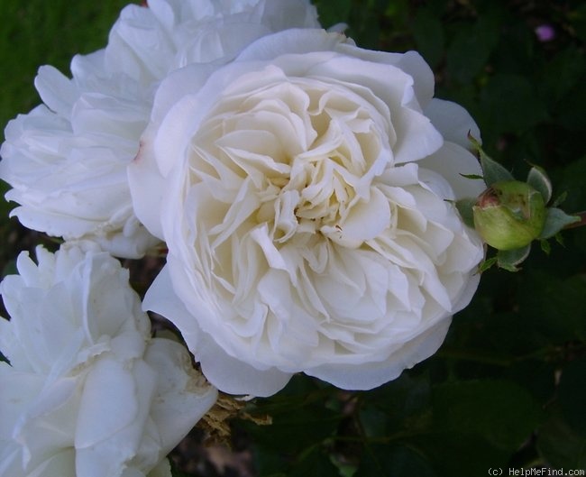 'Weisse Gruss an Aachen' rose photo