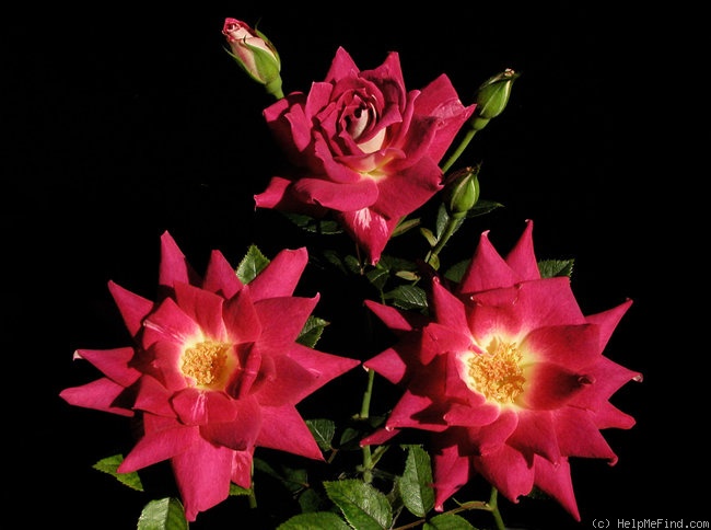 'Rubies 'n' Pearls' rose photo