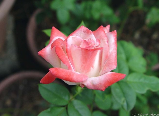 'City of Alexandria' rose photo