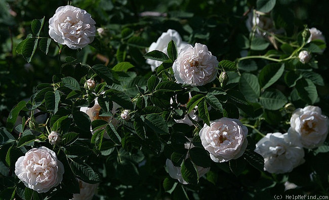 'Blanche de Belgique' rose photo