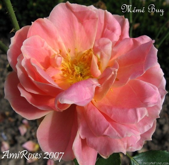 'Mémé Buy' rose photo