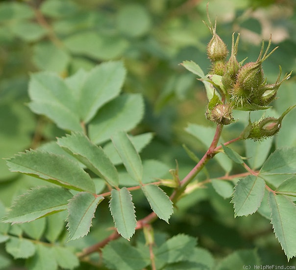 '<i>Rosa fedtschenkoana</i> Regel' rose photo