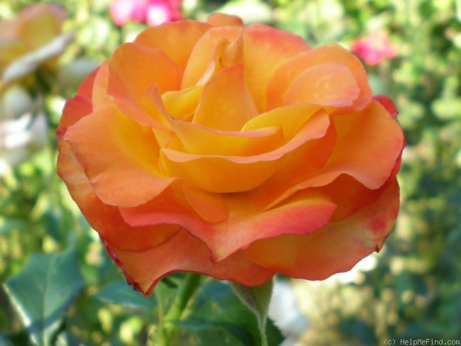 'Tequila Sunrise' rose photo