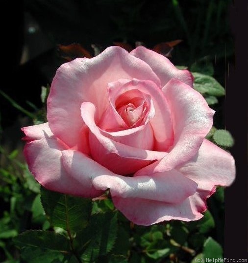 'Gene Sandberg' rose photo