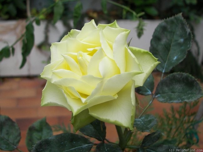 'Lemonade (florists rose, Kordes, 2002)' rose photo