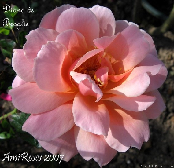 'Diane de Broglie' rose photo