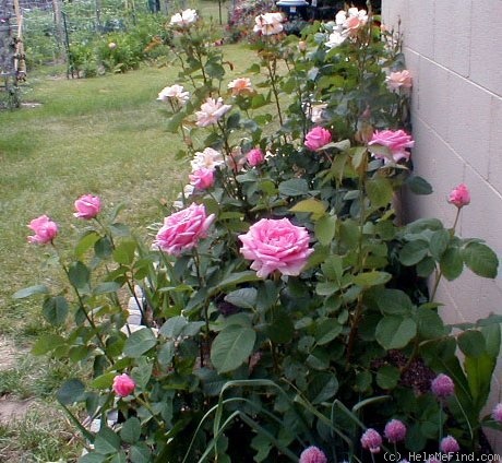 'Aunt Honey' rose photo