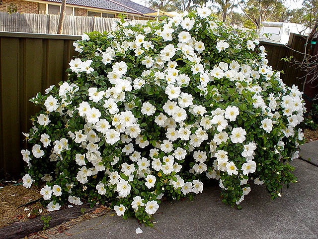 'Cherokee Rose' rose photo