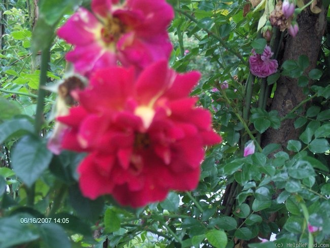 'Flash (climber, Hatton, 1938)' rose photo