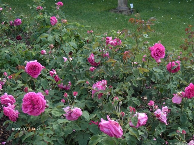'Dr. Georges Martin' rose photo