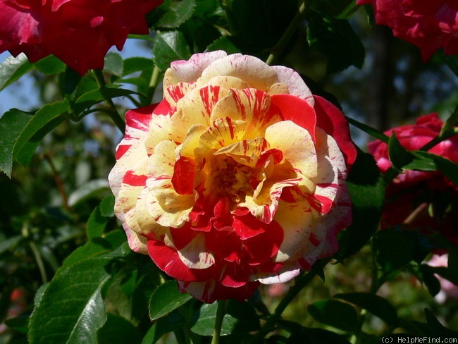 'Camille Pissarro ™' rose photo