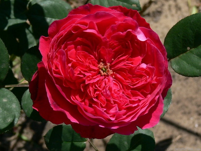 'Accademia ®' rose photo