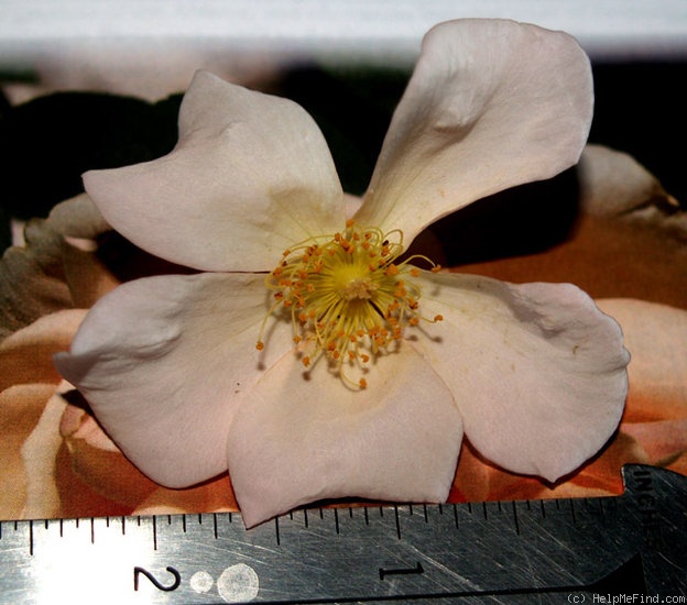 'Barbara's Apricot Musk' rose photo