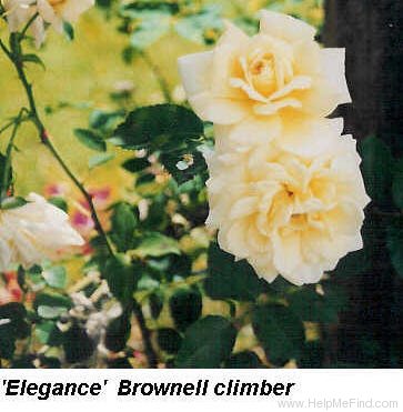 'Elegance (climber, Brownell, 1937)' rose photo
