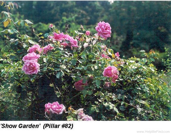 'Show Garden' rose photo