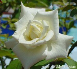 'J.F. Kennedy' rose photo