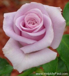 'Sterling Silver (Hybrid Tea, Fisher, 1957)' rose photo