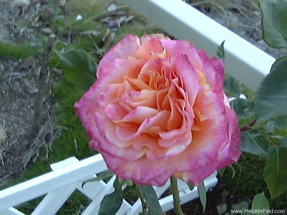 'Heart O'Gold ™ (grandiflora, Dykstra, 1997)' rose photo