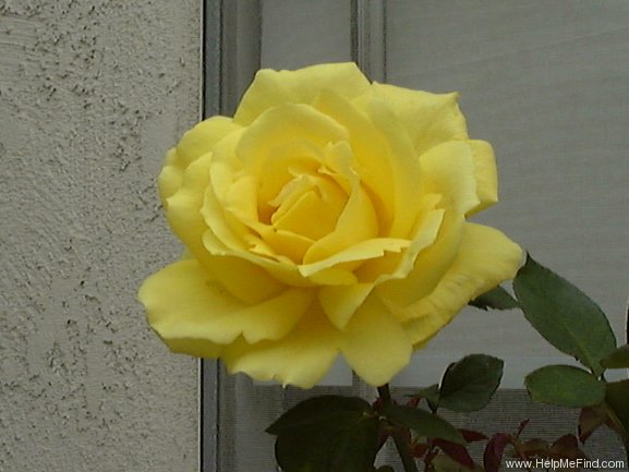 'Mellow Yellow ™ (hybrid tea, Carruth 2000)' rose photo