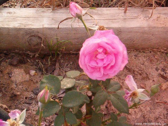'Setina' rose photo