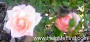 'Baby Ophelia' rose photo