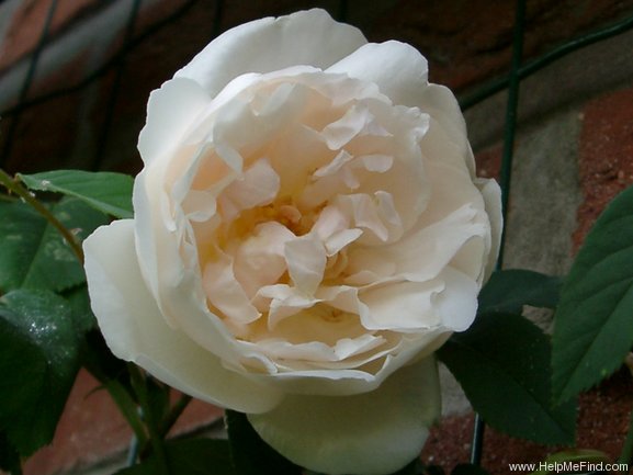 'Madame Alfred Carrière (Noisette, Schwartz, 1875)' rose photo