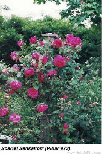 'Scarlet Sensation' rose photo