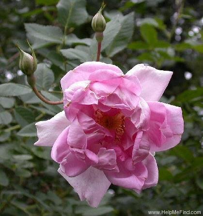 'Isabella Skinner' rose photo