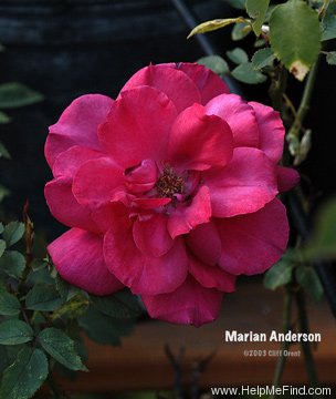'Marian Anderson' rose photo