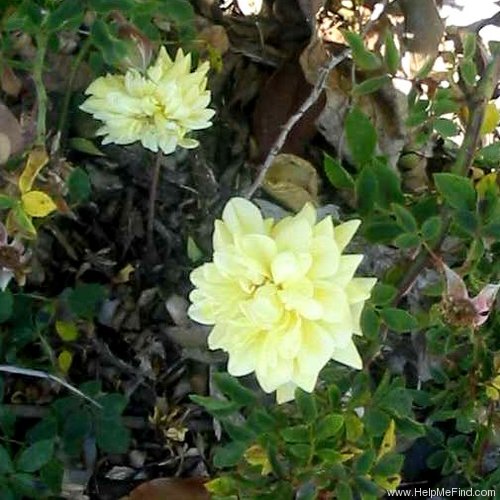 'Gold Coin' rose photo