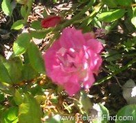 'Copy Cat' rose photo