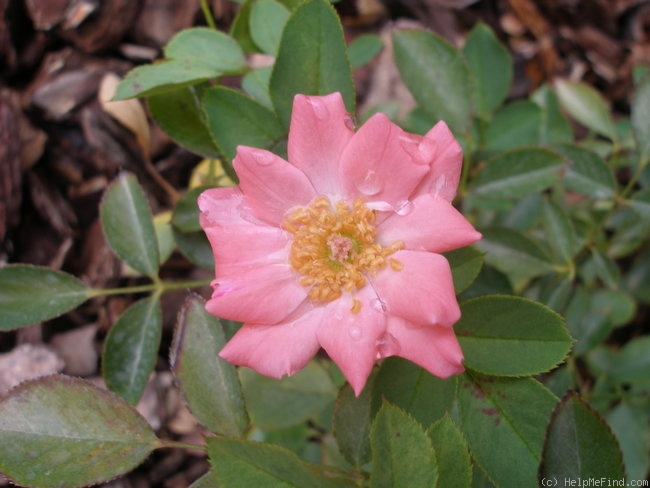 'Pilar Dot' rose photo