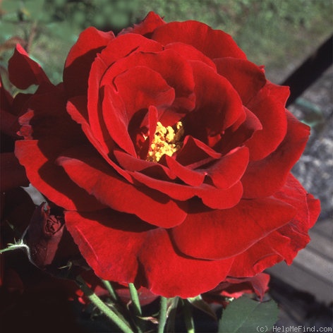 'Syr' rose photo