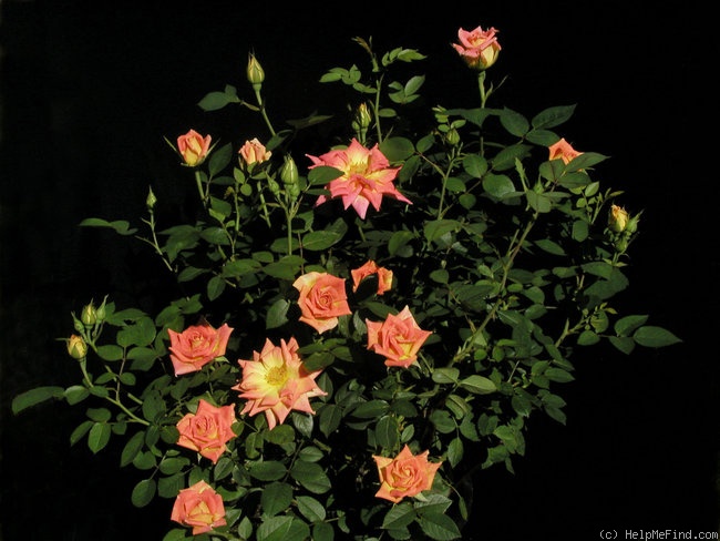 'Ingrid's Hawaiian Magic' rose photo