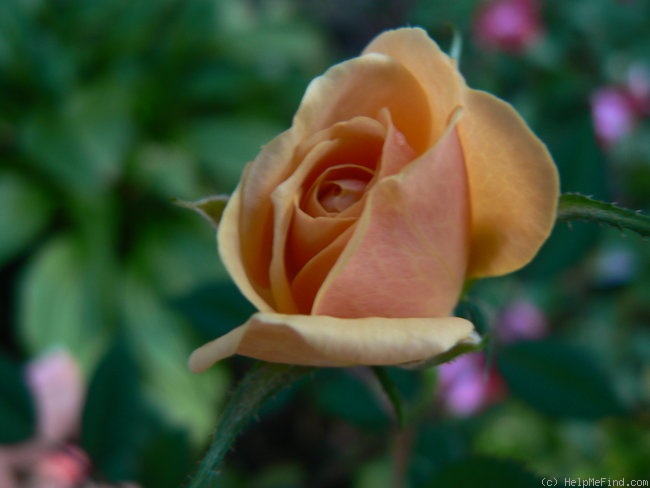 'Mother Lode ™' rose photo