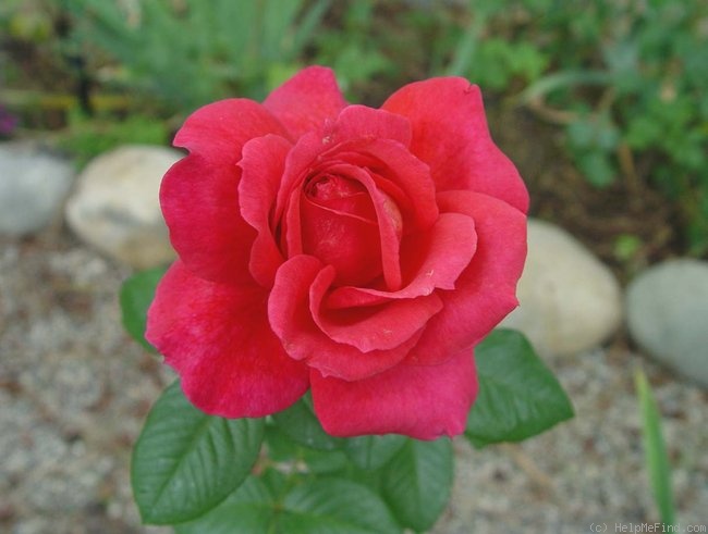 'Rebekah' rose photo