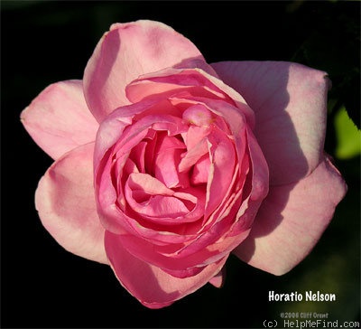 'Horatio Nelson' rose photo