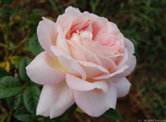 'Amazing Grace ™ (hybrid tea, Cocker, 1990)' rose photo