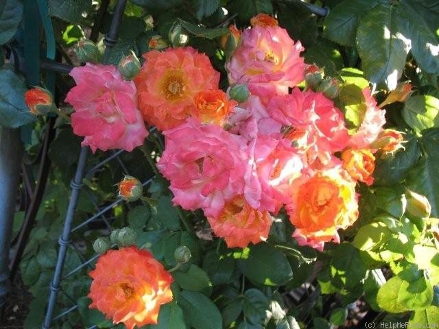 'Piñata' rose, click to enlarge 'Piñata' rose photo