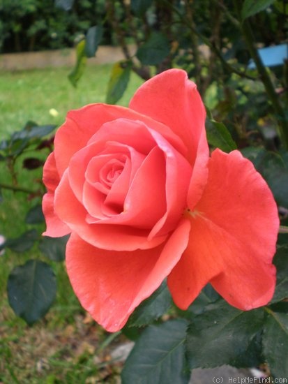 'Candelabra ™' rose photo