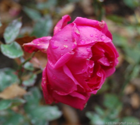 'Belle Suisse' rose photo