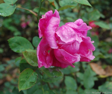 'Madame Robert Fortin' rose photo