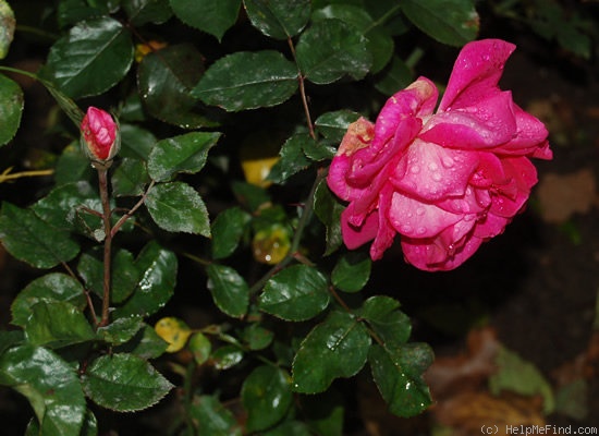 'Gartendirektor Nose' rose photo