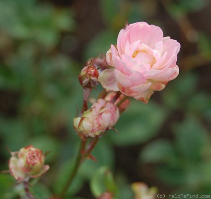 'Apfelblüte (polyantha, Wirtz & Eicke, 1907)' rose photo