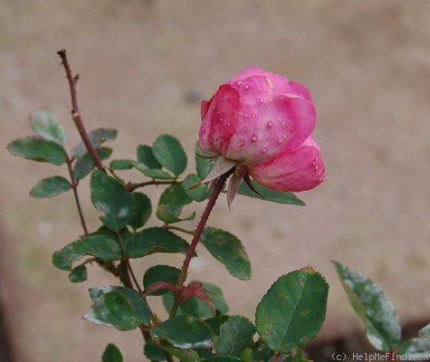 'Aennchen Müller' rose photo