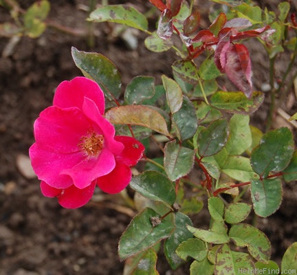 'Inge Pein' rose photo