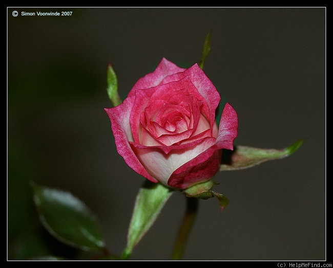 'Magic Carrousel' rose photo