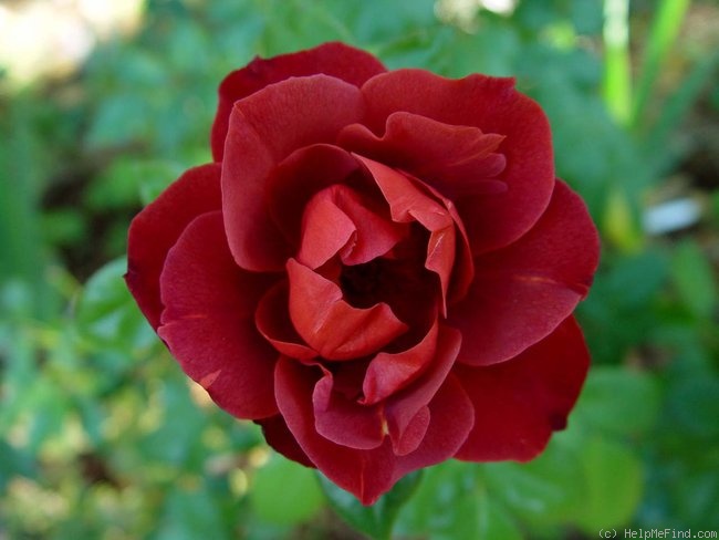 'Hot Cocoa ™ (Floribunda, Carruth, 2002)' rose photo