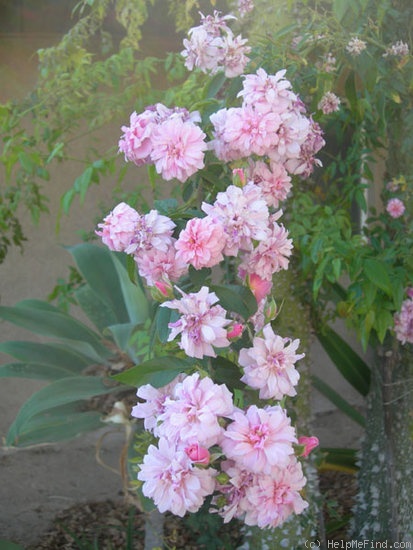 'Renae (Floribunda Cl, Moore, 1954)' rose photo