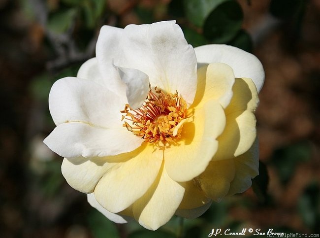 'J.P. Connell' rose photo